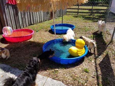 Englewood And South West Florida United States Boarding Grooming