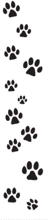 Englewood And South West Florida Dog Pet Grooming Kennel Englewood
